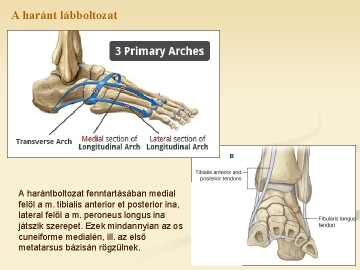 A haránt lábboltozat A harántboltozat fenntartásában medial felől a m. tibialis anterior et posterior