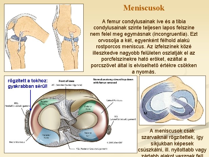 Meniscusok A femur condylusainak íve és a tibia condylusainak szinte teljesen lapos felszíne nem