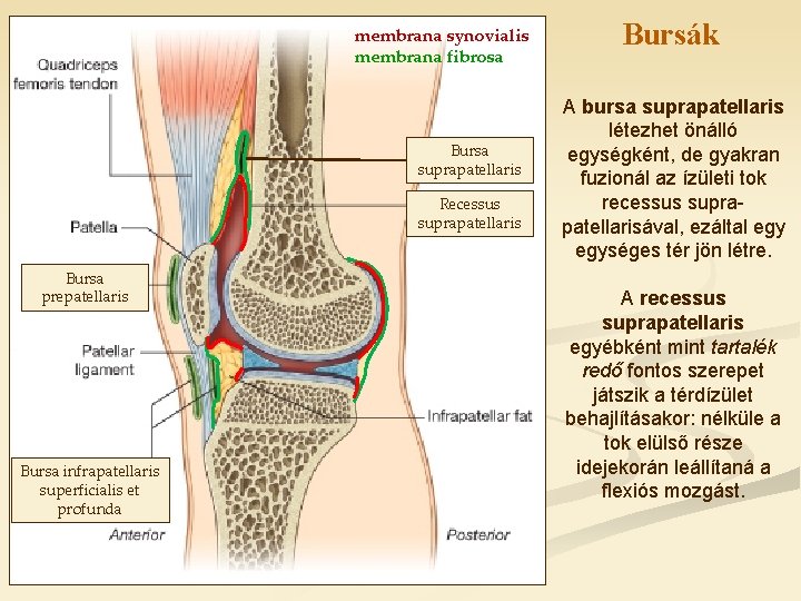 membrana synovialis membrana fibrosa Bursa suprapatellaris Recessus suprapatellaris Bursa prepatellaris Bursa infrapatellaris superficialis et