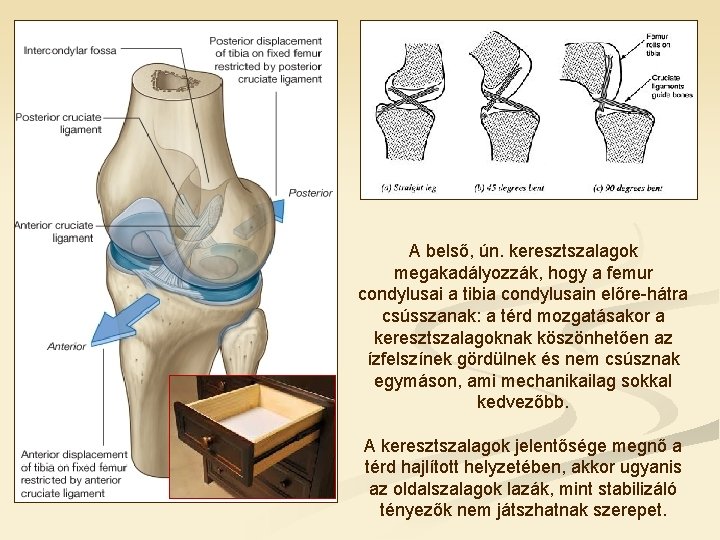 A belső, ún. keresztszalagok megakadályozzák, hogy a femur condylusai a tibia condylusain előre-hátra csússzanak: