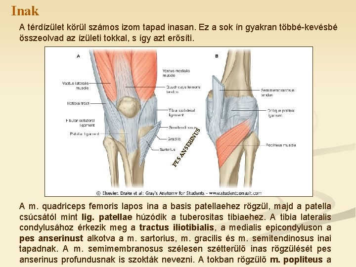 Inak PE SA NS ER IN US A térdízület körül számos izom tapad inasan.