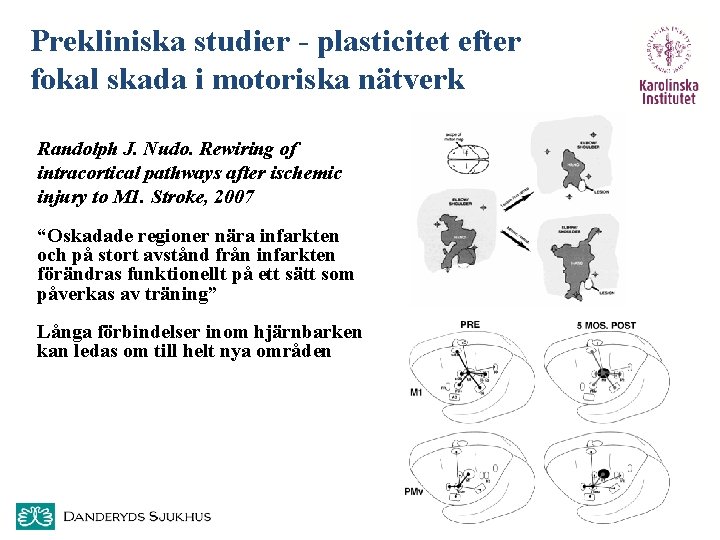 Prekliniska studier - plasticitet efter fokal skada i motoriska nätverk Randolph J. Nudo. Rewiring