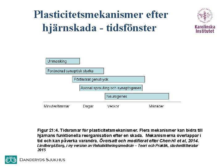  Plasticitetsmekanismer efter hjärnskada - tidsfönster Figur 21: 4. Tidsramar för plasticitetsmekanismer. Flera mekanismer