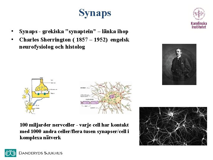 Synaps • Synaps - grekiska "synaptein” – länka ihop • Charles Sherrington ( 1857