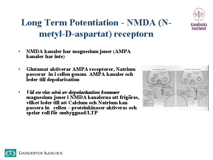 Long Term Potentiation - NMDA (Nmetyl-D-aspartat) receptorn • NMDA kanaler har magnesium joner (AMPA