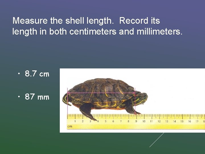 Measure the shell length. Record its length in both centimeters and millimeters. • 8.