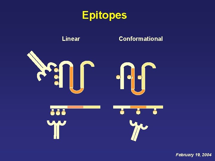 Epitopes Linear Conformational February 19, 2004 Epitopes Linear Conformational February 19, 2004