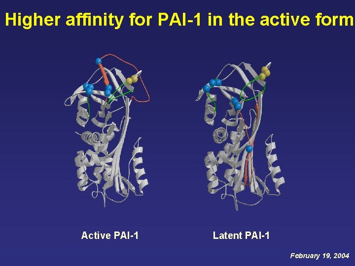 Higher affinity for PAI-1 in the active form Active PAI-1 Latent PAI-1 February 19, Higher affinity for PAI-1 in the active form Active PAI-1 Latent PAI-1 February 19,
