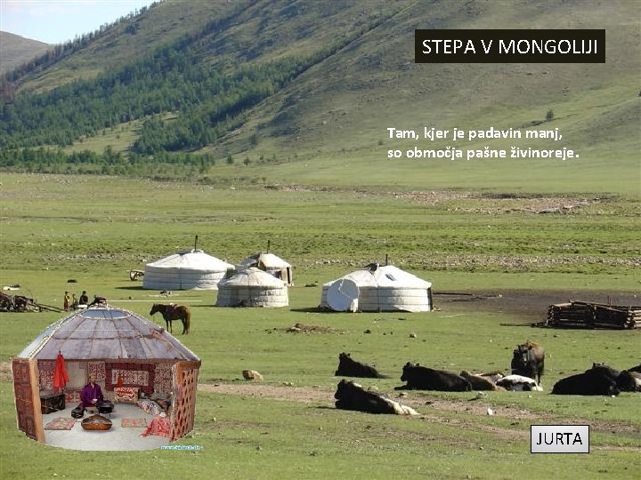 STEPA V MONGOLIJI Tam, kjer je padavin manj, so območja pašne živinoreje. JURTA 