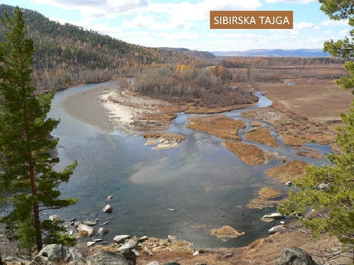 SIBIRSKA TAJGA 