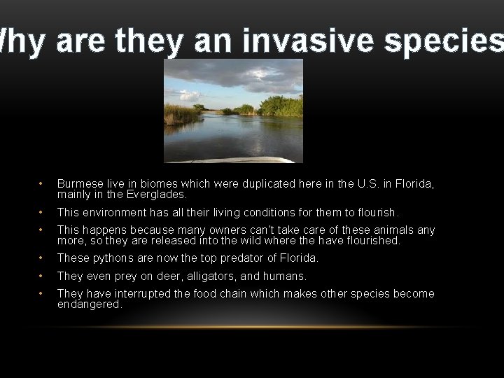 Why are they an invasive species • Burmese live in biomes which were duplicated