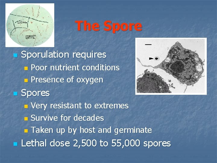 The Spore n Sporulation requires Poor nutrient conditions n Presence of oxygen n n
