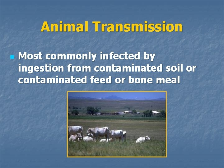 Animal Transmission n Most commonly infected by ingestion from contaminated soil or contaminated feed