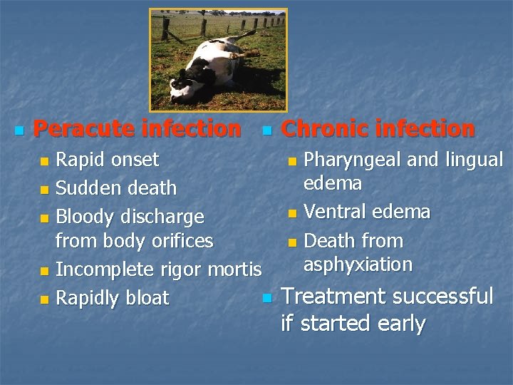 n Peracute infection n Chronic infection Rapid onset n Pharyngeal and lingual edema n