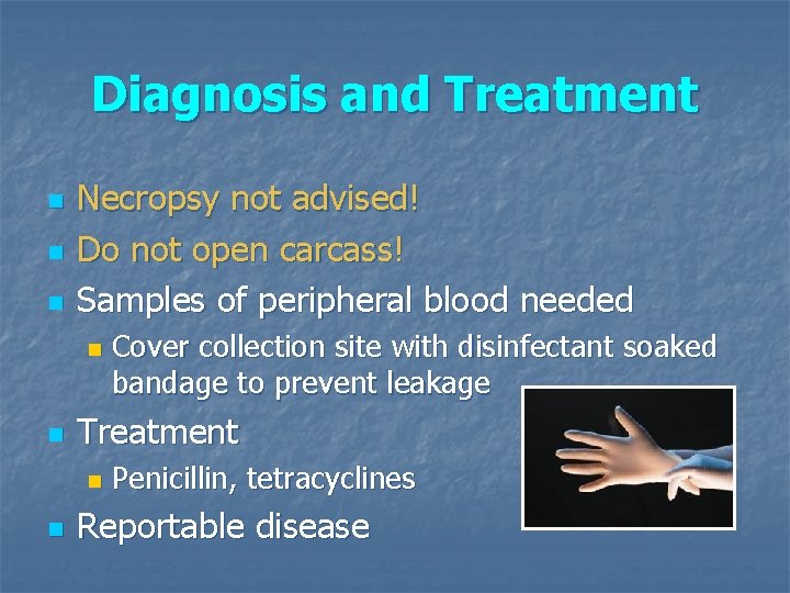 Diagnosis and Treatment n n n Necropsy not advised! Do not open carcass! Samples