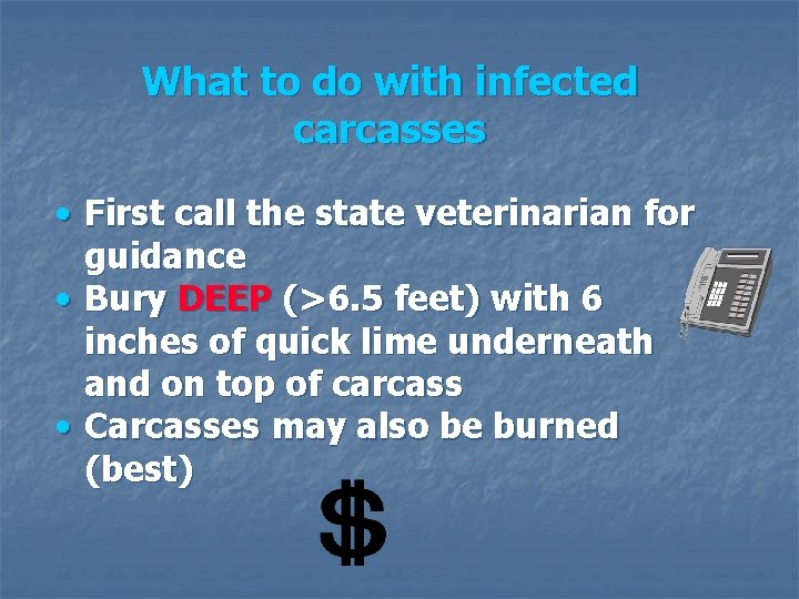 What to do with infected carcasses • First call the state veterinarian for guidance