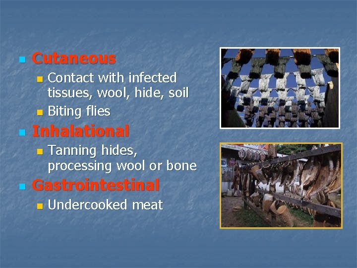 n Cutaneous Contact with infected tissues, wool, hide, soil n Biting flies n n