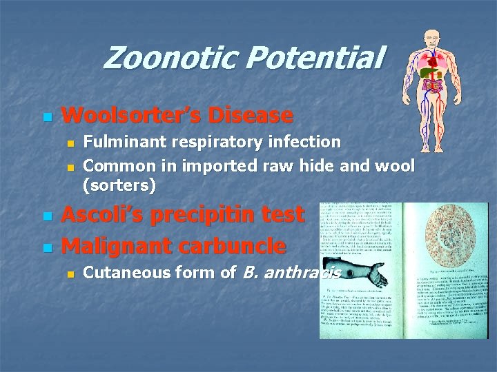 Zoonotic Potential n Woolsorter’s Disease n n Fulminant respiratory infection Common in imported raw