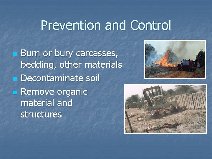 Prevention and Control n n n Burn or bury carcasses, bedding, other materials Decontaminate