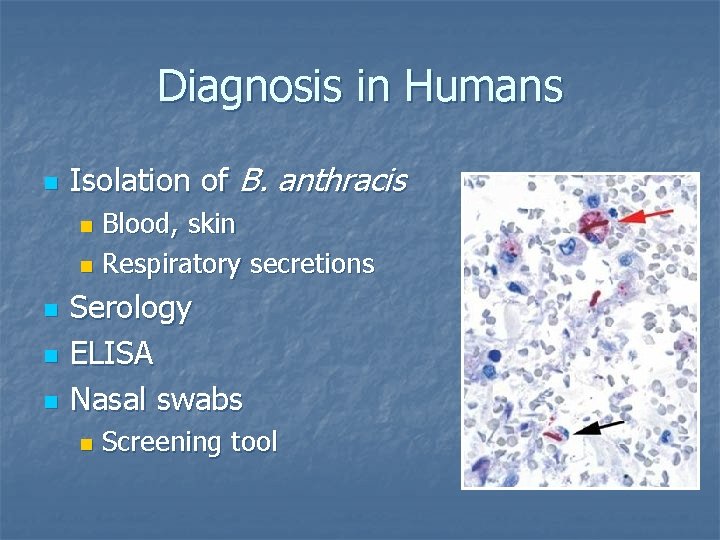 Diagnosis in Humans n Isolation of B. anthracis Blood, skin n Respiratory secretions n