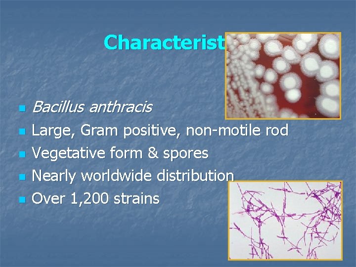Characteristics n n n Bacillus anthracis Large, Gram positive, non-motile rod Vegetative form &