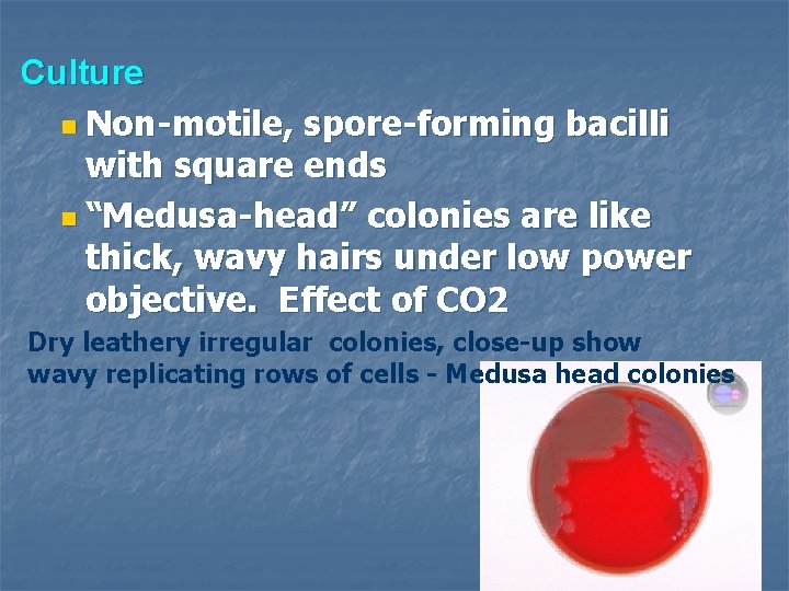 Culture n Non-motile, spore-forming bacilli with square ends n “Medusa-head” colonies are like thick,