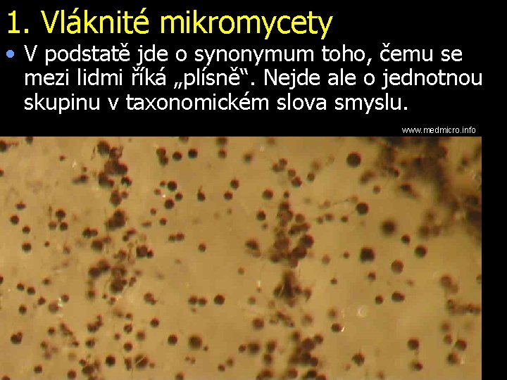 1. Vláknité mikromycety • V podstatě jde o synonymum toho, čemu se mezi lidmi