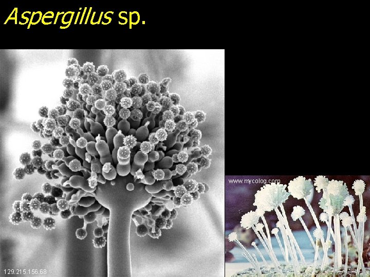 Aspergillus sp. www. mycolog. com 129. 215. 156. 68 