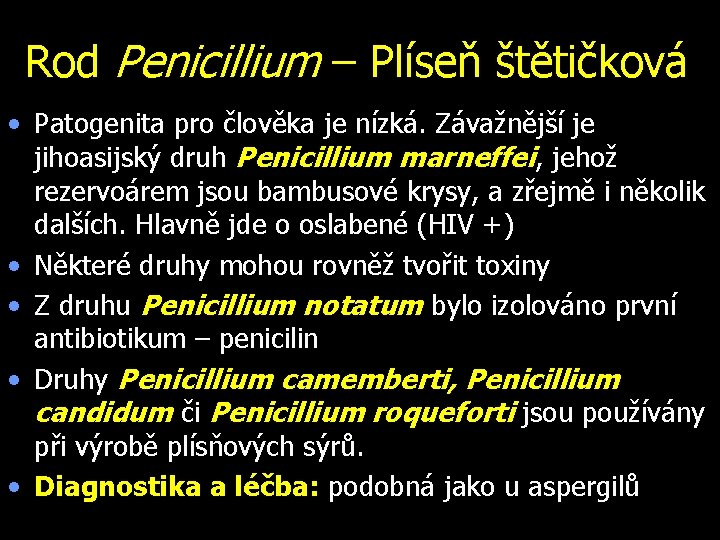 Rod Penicillium – Plíseň štětičková • Patogenita pro člověka je nízká. Závažnější je jihoasijský