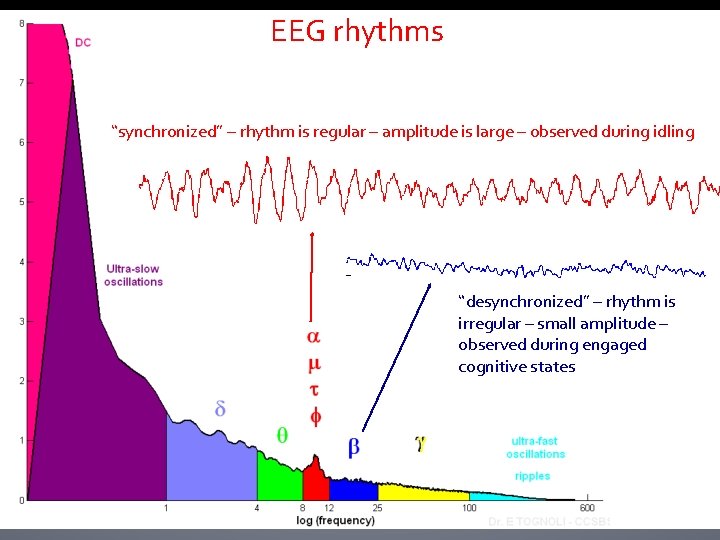 EEG rhythms “synchronized” – rhythm is regular – amplitude is large – observed during EEG rhythms “synchronized” – rhythm is regular – amplitude is large – observed during
