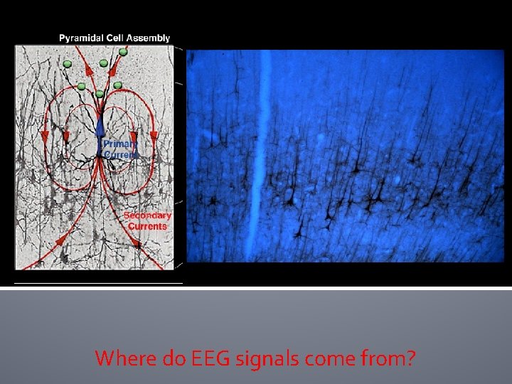 Where do EEG signals come from? Where do EEG signals come from?