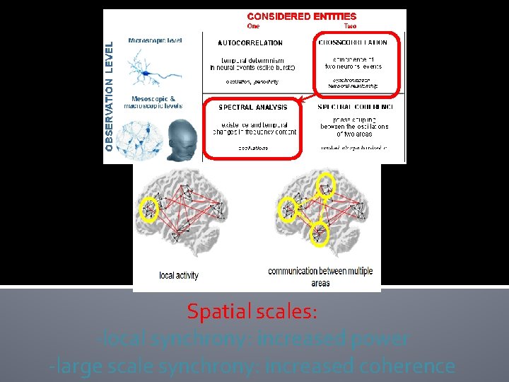 Spatial scales: -local synchrony: increased power -large scale synchrony: increased coherence Spatial scales: -local synchrony: increased power -large scale synchrony: increased coherence