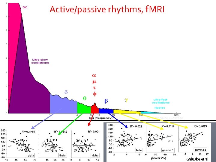 Active/passive rhythms, f. MRI Galuske et al Active/passive rhythms, f. MRI Galuske et al