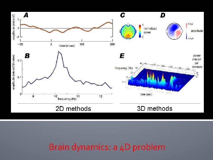 Brain dynamics: a 4 D problem Brain dynamics: a 4 D problem