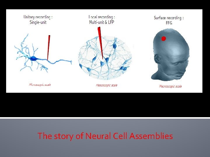 The story of Neural Cell Assemblies The story of Neural Cell Assemblies