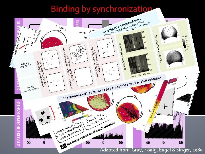 Binding by synchronization Adapted from Gray, König, Engel & Singer, 1989 Binding by synchronization Adapted from Gray, König, Engel & Singer, 1989