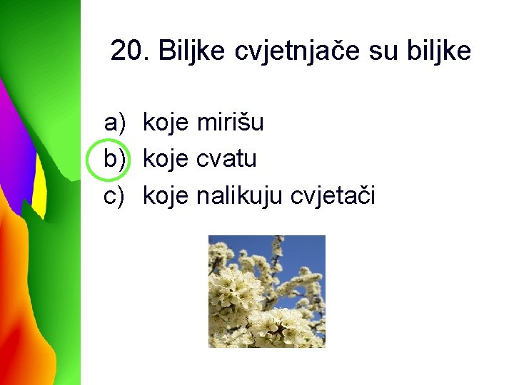 20. Biljke cvjetnjače su biljke a) koje mirišu b) koje cvatu c) koje nalikuju