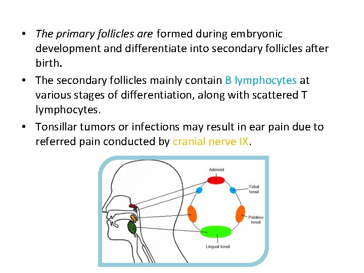  • The primary follicles are formed during embryonic development and differentiate into secondary