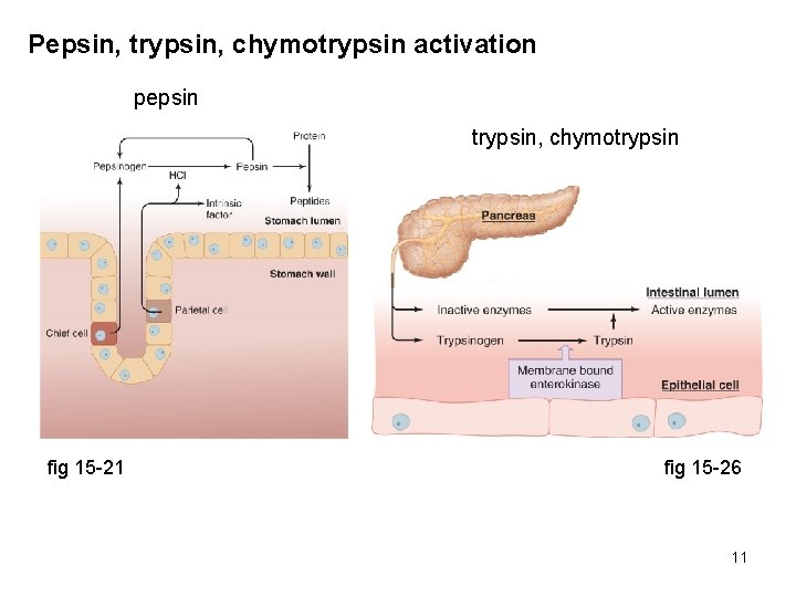 Pepsin, trypsin, chymotrypsin activation pepsin trypsin, chymotrypsin fig 15 -21 fig 15 -26 11