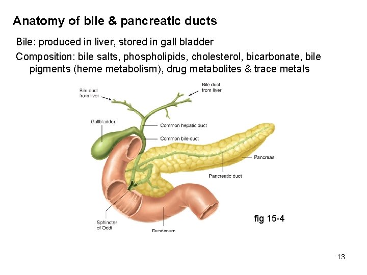 Anatomy of bile & pancreatic ducts Bile: produced in liver, stored in gall bladder