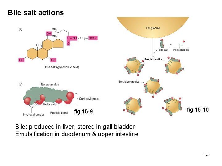 Bile salt actions fig 15 -9 fig 15 -10 Bile: produced in liver, stored