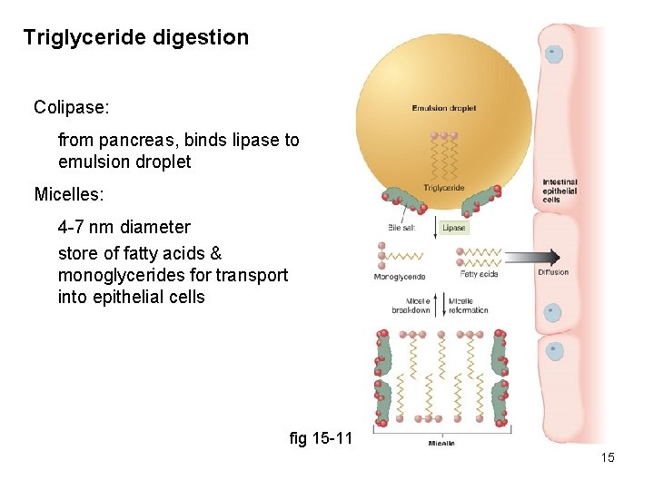 Triglyceride digestion Colipase: from pancreas, binds lipase to emulsion droplet Micelles: 4 -7 nm