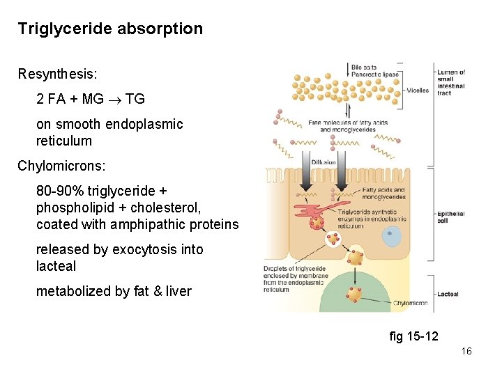 Triglyceride absorption Resynthesis: 2 FA + MG TG on smooth endoplasmic reticulum Chylomicrons: 80