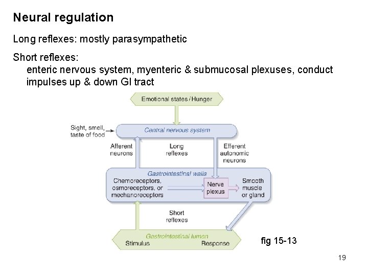 Neural regulation Long reflexes: mostly parasympathetic Short reflexes: enteric nervous system, myenteric & submucosal