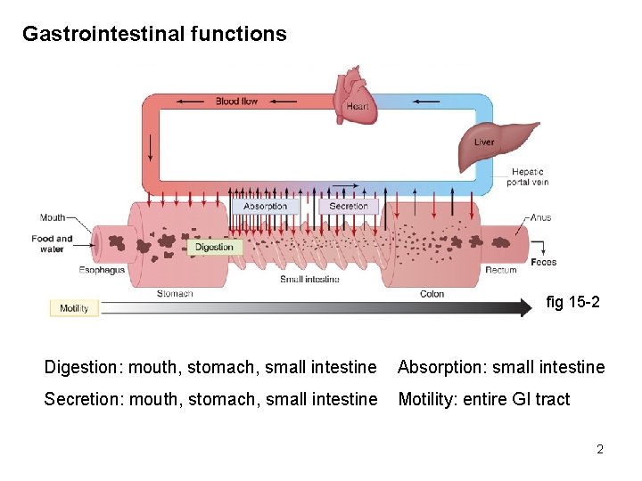 Gastrointestinal functions fig 15 -2 Digestion: mouth, stomach, small intestine Absorption: small intestine Secretion: