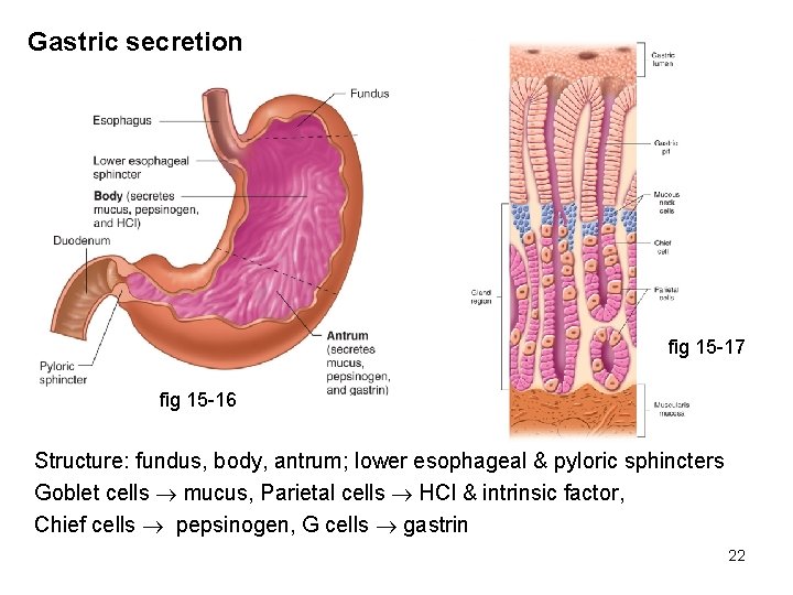 Gastric secretion fig 15 -17 fig 15 -16 Structure: fundus, body, antrum; lower esophageal