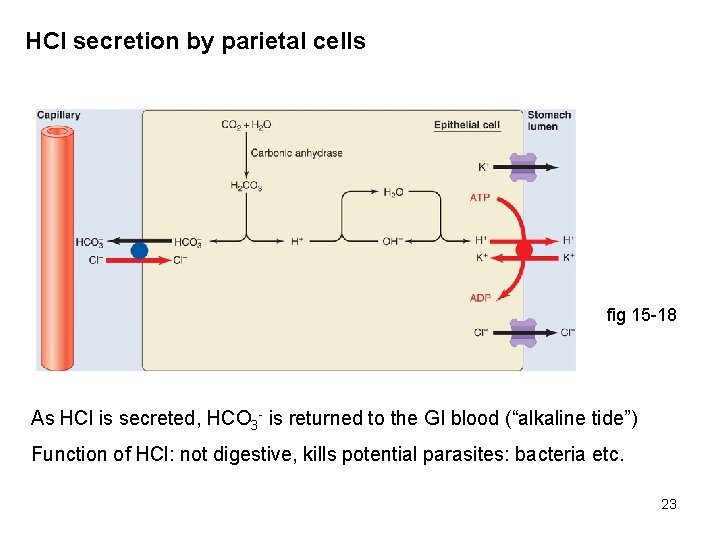 HCl secretion by parietal cells fig 15 -18 As HCl is secreted, HCO 3