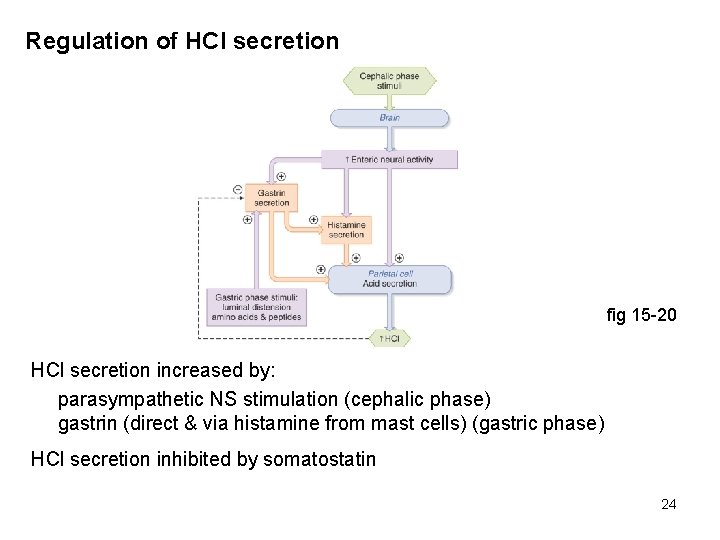Regulation of HCl secretion fig 15 -20 HCl secretion increased by: parasympathetic NS stimulation