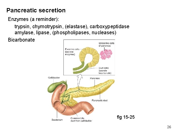 Pancreatic secretion Enzymes (a reminder): trypsin, chymotrypsin, (elastase), carboxypeptidase amylase, lipase, (phospholipases, nucleases) Bicarbonate