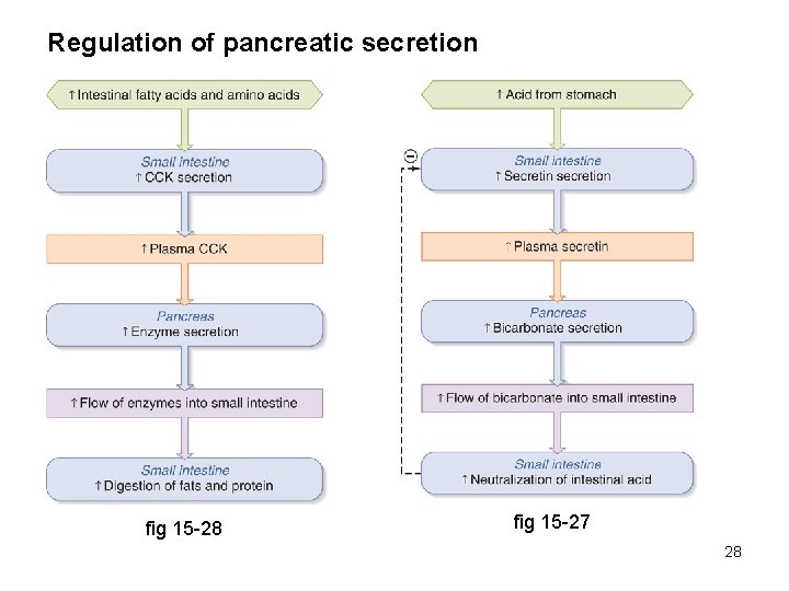Regulation of pancreatic secretion fig 15 -28 fig 15 -27 28 